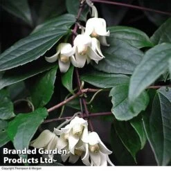 Clematis All Season Collection 7 Clematis All Season Collection -Garden Supplies Sale 203320B