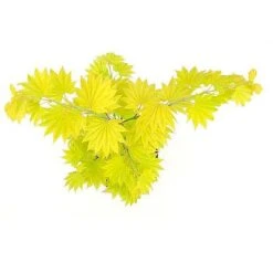Acer Shirasawanum Aureum -Garden Supplies Sale 2554851
