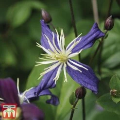 Clematis All Season Climbing Collection -Garden Supplies Sale 48