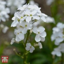 Hesperis Matronalis Var. Albiflora