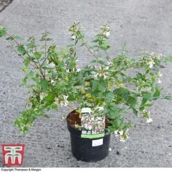 Abelia X Grandiflora -Garden Supplies Sale ABEL 58113 A