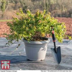 Abelia X Grandiflora 'Kaleidoscope' -Garden Supplies Sale ABEL T45379 L