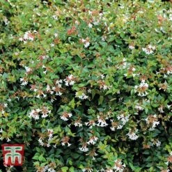 Abelia X Grandiflora -Garden Supplies Sale ABEL T58113 C