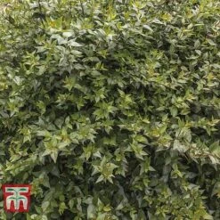 Abelia X Grandiflora -Garden Supplies Sale ABEL T58113 D