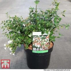 Abelia X Grandiflora -Garden Supplies Sale ABEL T58113 P