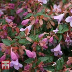 Abelia 'Pink Pong' -Garden Supplies Sale ABEL T71324 C