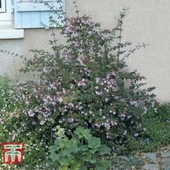 Abelia 'Pink Pong' -Garden Supplies Sale ABEL T71324 D