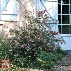 Abelia 'Pink Pong' -Garden Supplies Sale ABEL T71324 E