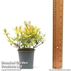 Abelia X Grandiflora 'Kaleidoscope' -Garden Supplies Sale ABEL KALEID9CM T50085