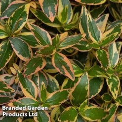 Abelia X Grandiflora 'Tricolour Charm'