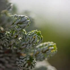 Abies Koreana 'Kohouts Icebreaker' -Garden Supplies Sale ABIE KOHOUTSIC S45153 NOW