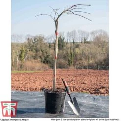 Acer Palmatum 'Inaba-shidare' -Garden Supplies Sale ACER KB3298 L