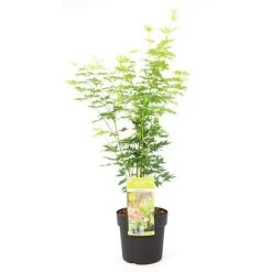 Acer Palmatum 'Going Green&reg;' -Garden Supplies Sale ACER T72069 A1