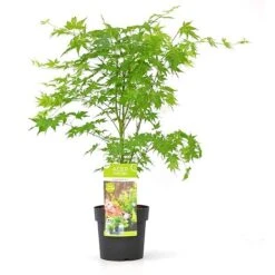 Acer Palmatum 'Going Green&reg;' -Garden Supplies Sale ACER T72069 B
