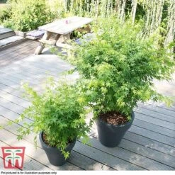 Acer Palmatum 'Going Green&reg;' -Garden Supplies Sale ACER T72069 D1