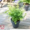 Acer Palmatum 'Going Green&reg;'
