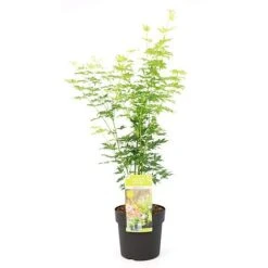 Acer Palmatum 'Going Green&reg;' -Garden Supplies Sale ACER T72069 NOW1