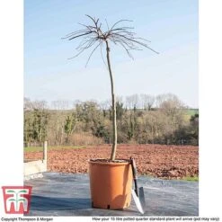 Acer Palmatum 'Garnet' -Garden Supplies Sale ACER TKA1739 M