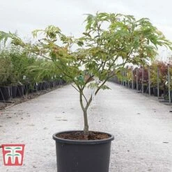 Acer Japonicum 'Aconitifolium' -Garden Supplies Sale ACER TKA3062 A
