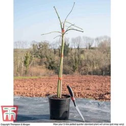 Acer Palmatum Var. Dissectum 'Viridis' -Garden Supplies Sale ACER WKB9195 L
