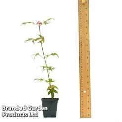 Acer Palmatum 'Atropurpureum' -Garden Supplies Sale ACER ATROPU7CM T44907 A