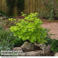 Acer Shirasawanum Aureum -Garden Supplies Sale ACER AUREUM T36443
