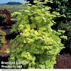Acer Shirasawanum Aureum -Garden Supplies Sale ACER AUREUM T36444