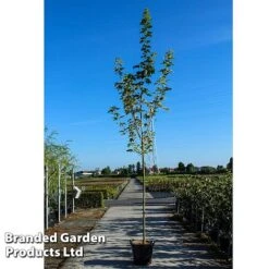 Acer Platanoides 'Drummondii'