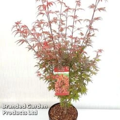 Acer Palmatum 'Shaina' -Garden Supplies Sale ACER SHAINA S37299