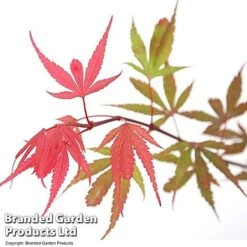 Acer Palmatum 'Shaina' -Garden Supplies Sale ACER SHAINA T36157