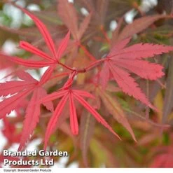 Acer Palmatum 'Shaina' -Garden Supplies Sale ACER SHAINA T36158