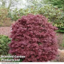 Acer Palmatum 'Shaina' -Garden Supplies Sale ACER SHAINA T36159