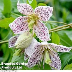 Clematis All Season Collection 8 Clematis All Season Collection -Garden Supplies Sale ADEVNT BELLS