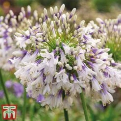 Agapanthus Duo Fireworks & Poppin Purple -Garden Supplies Sale AGAP KB3122 C