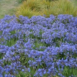 Agapanthus 'Seastorm'