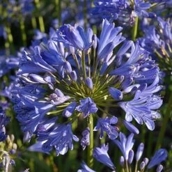 Agapanthus 'Seastorm' -Garden Supplies Sale AGAP T73748 C h