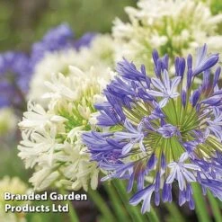 Summer Plant Collection -Garden Supplies Sale AGAP BLUEWHITE L08446