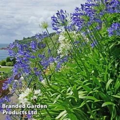 Summer Plant Collection -Garden Supplies Sale AGAP BLUEWHITE L25347