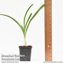 Agapanthus Inapertus 'Midnight Cascade' -Garden Supplies Sale AGAP MIDNIG9CM T48365