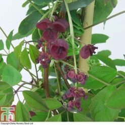 Akebia Quinata -Garden Supplies Sale AKEB T80255 A