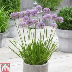 Allium 'Millenium' 7 Allium 'Millenium' -Garden Supplies Sale ALLI TKA0092 B