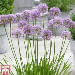 Allium 'Millenium' 9 Allium 'Millenium' -Garden Supplies Sale ALLI TKA0092 C