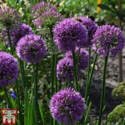 Allium 'Millenium' 8 Allium 'Millenium' -Garden Supplies Sale ALLI TKA0092 E