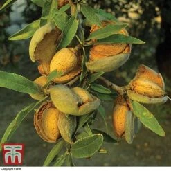 Almond 'Robijn' -Garden Supplies Sale ALMO DWW3661 A