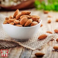 Almond 'Robijn' -Garden Supplies Sale ALMO DWW3661 D