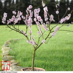 Almond 'Robijn' -Garden Supplies Sale ALMO DWW3661 E