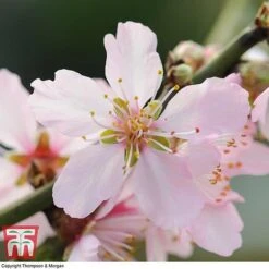 Almond 'Robijn' -Garden Supplies Sale ALMO DWW3661 F