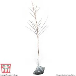Almond 'Robijn' -Garden Supplies Sale ALMO DWW3661 G