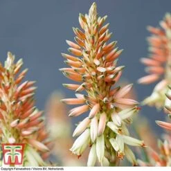 Aloe 'Safari Sunrise' -Garden Supplies Sale ALOE KB4736 B