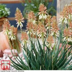 Aloe 'Safari Sunrise' -Garden Supplies Sale ALOE KB4736 D